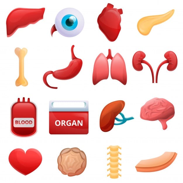 organ transplant